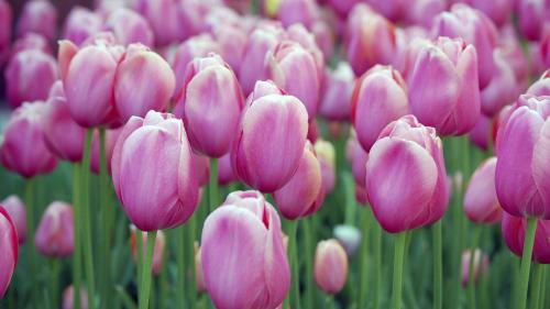 Ružové tulipány